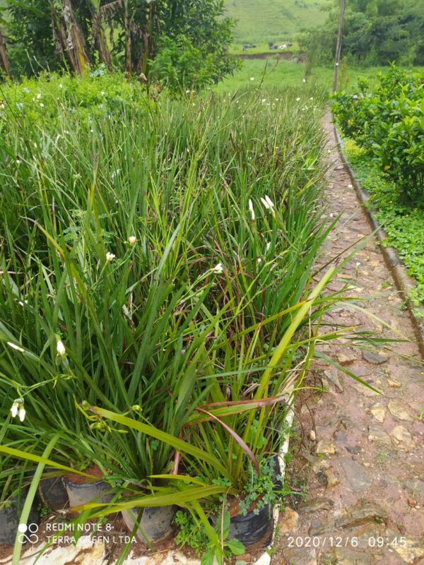 Moréia - <em>Dietes bicolor</em>