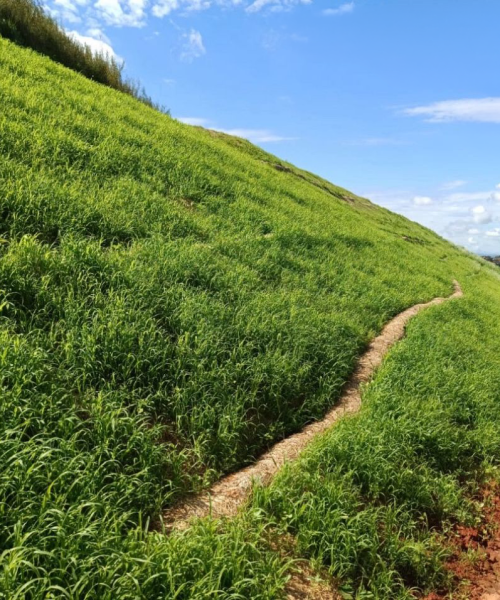 Hidrossemeadura - Tejucana